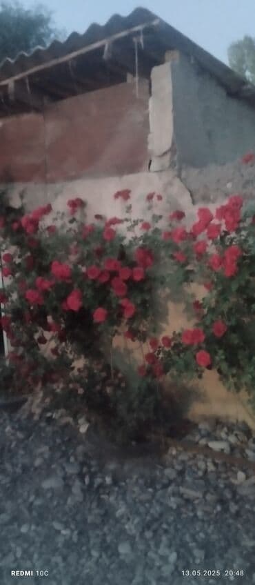 Саженцы цветка: Розы