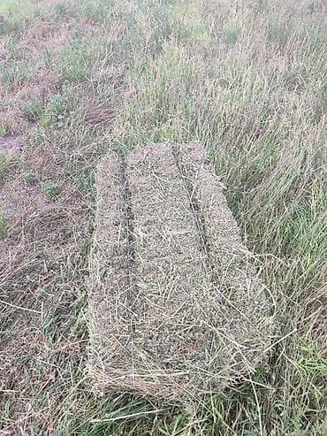 корова уй: Сено в тюках (прямоугольные кипы) - Заготовлено с природных лугов — 2
