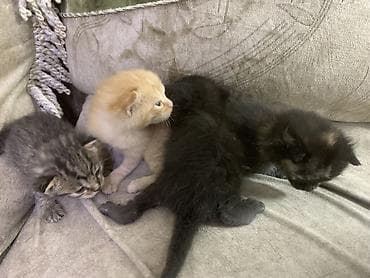 отдам даром котенка бишкек: Кошка даром: Беспородная, 1 месяц, Мальчик — 2