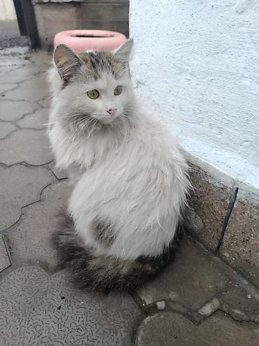 Найдена : Беспородная, Девочка — 2