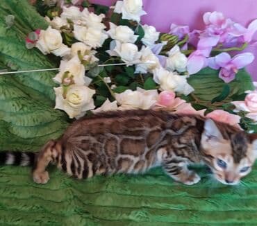 куда можно отдать собаку в бишкеке: Новые Бенгальские детки. Питомник Бен Гла Мур предлагает — 13