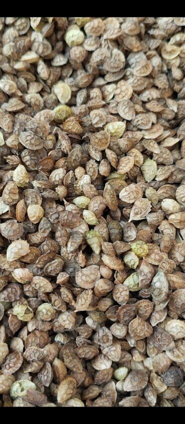 розмарин свежий купить бишкек: Семена цветка — 8