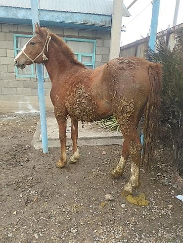 Продаю | Кобыла (самка) | На забой | Племенные
