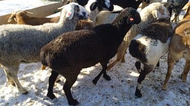 Айыл-чарба жаныбарлары: Сатам | Кочкор (эркек) | Аргын | Көбөйтүү үчүн | Бычылган — 5