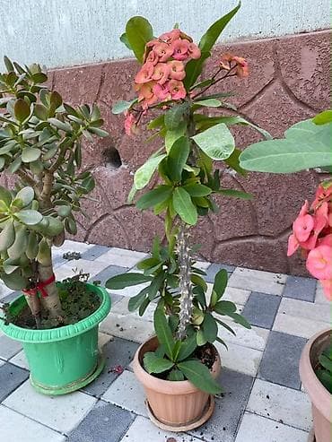 Комнатные растения: Молочай Миля (Euphorbia milii) в горшке. - Декоративно-цветущее — 2