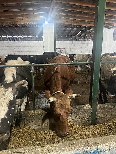 клевер красная речка: Продаю | Корова (самка) | Для разведения, Для молока — 2