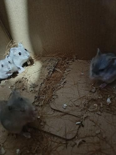 sell animal: Джунгарские хомяки (окраска серо-пепельная с белым брюшком) - — 5