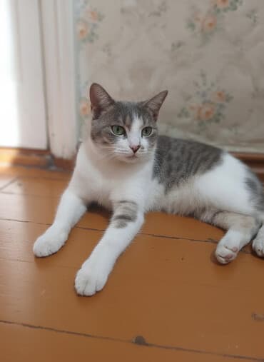 купить кошку: Кошка даром: Беспородная, 2 года, Девочка, Кастрирована, Приучена к лотку, Проглистована — 1