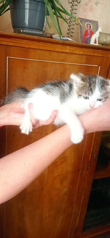 собаки кошки: Котята, две девочки один мальчик окрасы: бело‑черный и бело‑тигровый — 4