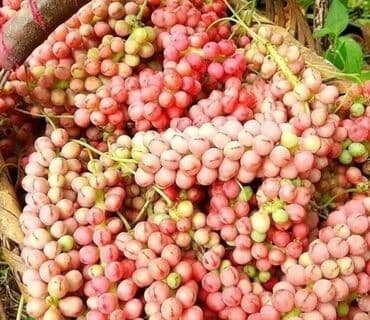 где купить саженцы гортензии в бишкеке: Көчөттөр гүлдүн: Өзү алып кетүү — 5