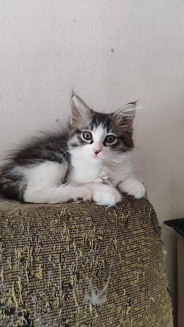 scottish fold: Котята в добрыеответственные руки. Рыжий мальчик,другая девочка — 1