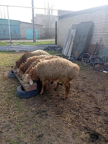 Үй жаныбарлары: Сатам | Ургаачы кой (ургаачы) | Аргын | Көбөйтүү үчүн | Ургаачы — 2