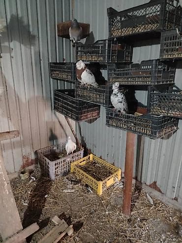 попугай каракол: Продаю Галубей разных пород село беловоцк — 5