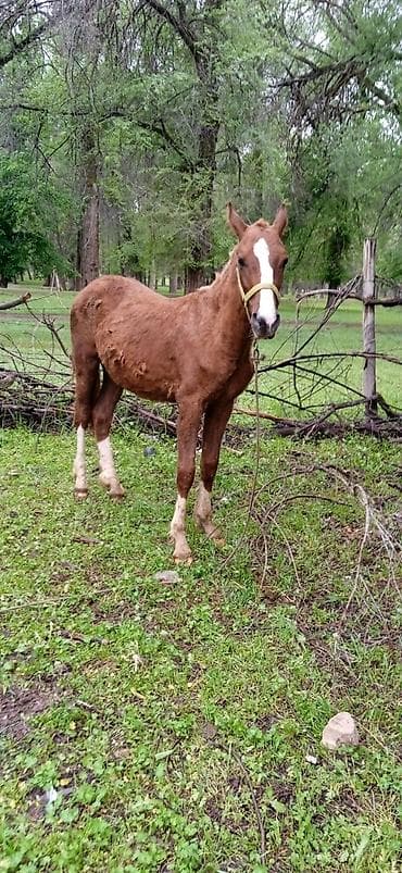 жаны уйлор: Сатам | Тай | Ат спорту — 9