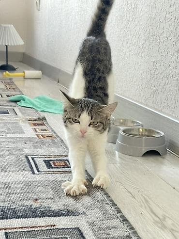 сколько стоят британские котята: Отдам котенка 6 месяцев в добрые руки. К лотку приучена, все прививки — 2