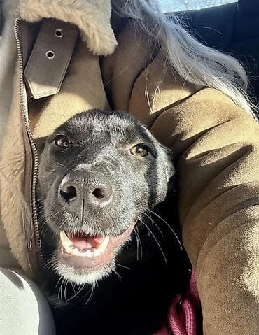 Зоотовары: Собака даром: 8 месяцев, Самка, С прививкой, С родословной — 3