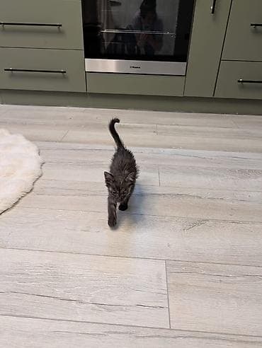 Мышыктар: Отдам в хорошие руки Кошечка, красивые миндалевидные глазки, окрас — 2