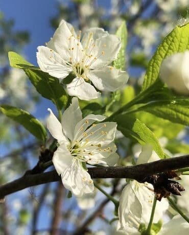 Обрезка плодовых деревьев