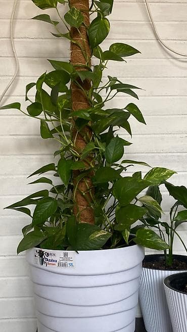 комнатные цветы бишкек: Эпипремнум (потос, Scindapsus) на опоре-мху - Ампельное/лиановидное — 2