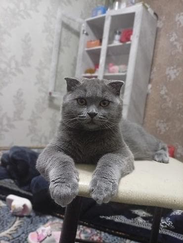 кошка шотланка: Скотиш Фолд (Шотландская вислоухая), 8 месяцев, Мальчик, Голубой, С прививками — 4