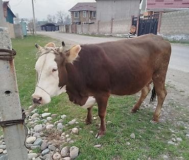 буки: Продаю | Корова (самка) | Для молока | Привязанные — 2