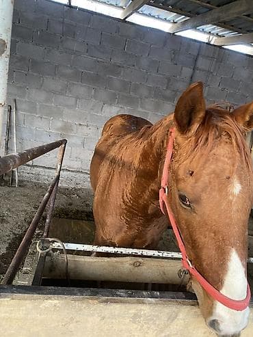 Продаю | Жеребец | Дончак | Конный спорт