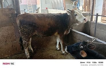 лабрадор черный цена: Продаю | Тёлка | На откорм | Привязанные — 4