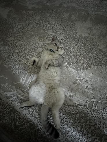 тайские кошки цена: 1 год, Мальчик, Серебристая шиншилла, Приучена к лотку — 4