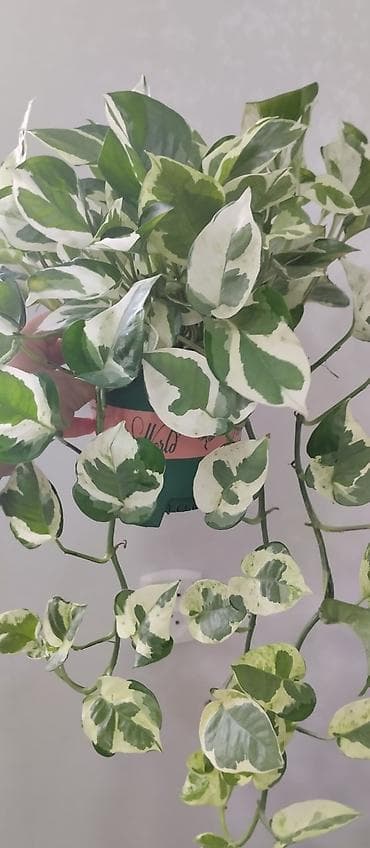 купить искусственные цветы: Комнатные растения в горшках: 1) Спатифиллум (женское счастье) - — 10