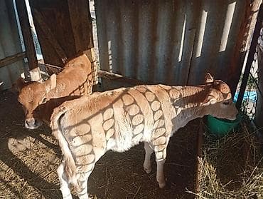 мамалак купить: Продаю | Музоо, торпок | Для молока | Искусственник — 1