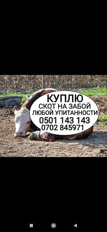 Частное лицо, Колбасный цех : Коровы, быки, Лошади, кони, Другие с/х животные, | Круглосуточно, Любое состояние, Забитый