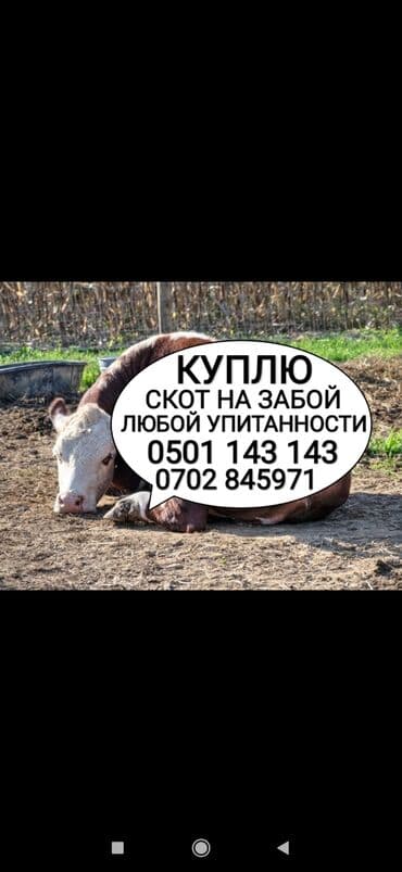 продажа домашних животных: Куплю | Коровы, быки, Лошади, кони, Другие с/х животные | Круглосуточно, Любое состояние, Забитый — 1