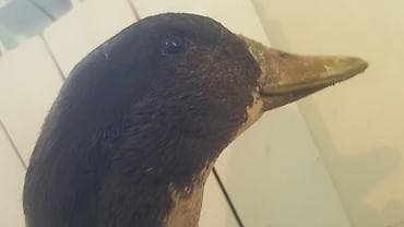 Үй жаныбарлары: Продаю бройлерную утку- селезень — 4