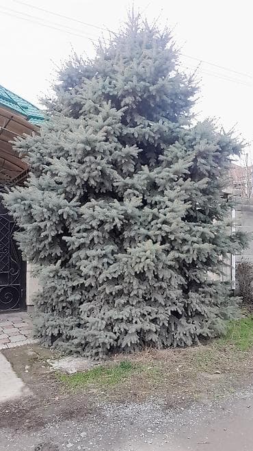 туя голубая ёлка: Ель колючая (Picea pungens), взрослая декоративная. Особенности: - — 4