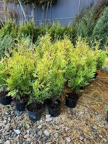 Үй жана бакча: Хвойные саженцы в контейнерах для озеленения участков - — 1