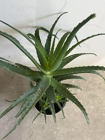 алоэ: Алоэ (суккулент) в горшке - Вид: алоэ с длинными мечевидными листьями — 2