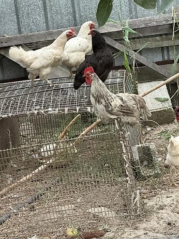 бойцовский кури: Продаю | Куры | Для разведения — 1