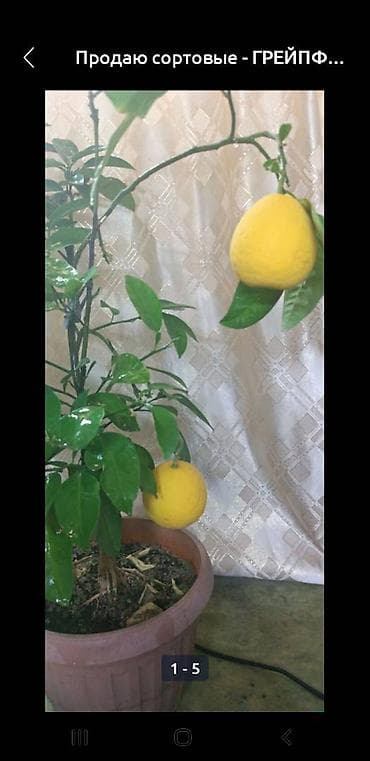 Аглаонемалар: Лимон растение — 1