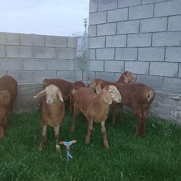 товары для собак: Продаю | Ягненок | Для разведения | Племенные — 2