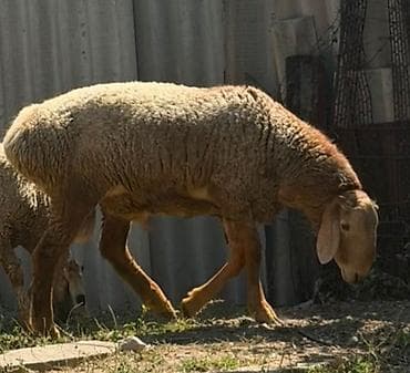 жаныбарлар ат: Сатам | Кочкор (эркек) | Арашан — 1