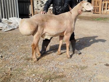 Продаю | Баран (самец) | Для разведения