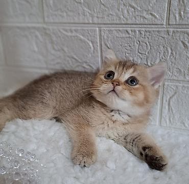 золотая шиншилла кошка цена: Скотиш Страйт (Шотландская прямоухая), 2 месяца, Мальчик, Золотая шиншилла, Приучена к лотку, Проглистована — 8