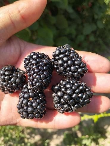 Эт азыктары: Кара бүлдүркөн Дүңүнөн — 1