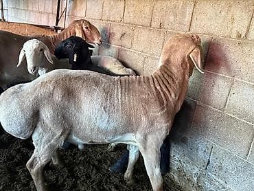 бычок бычки: Продаю | Овца (самка) | Арашан | Для разведения | Матка — 7