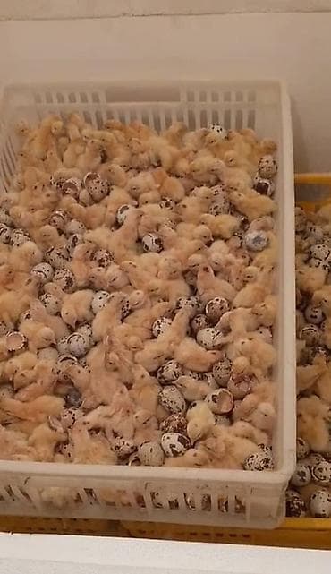 цыплята перепелов: Перепела-суточники (молодняк)

-Бодоно балапан 30сом — 1