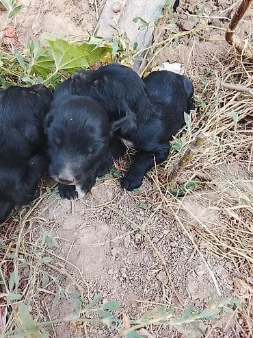 Продажа собак: Тайган, 1 месяц, Самец — 1