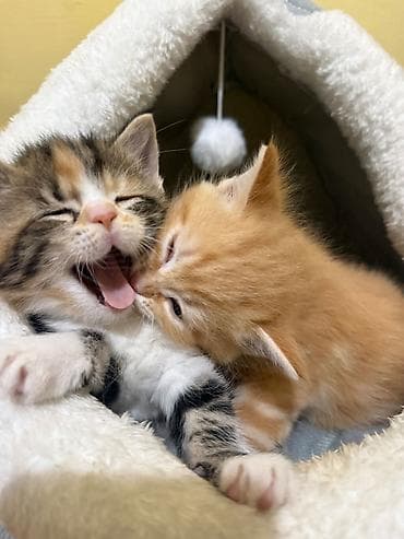 манчкин коты: Кошка даром: Беспородная, 2 месяца, Мальчик, Приучена к лотку — 5