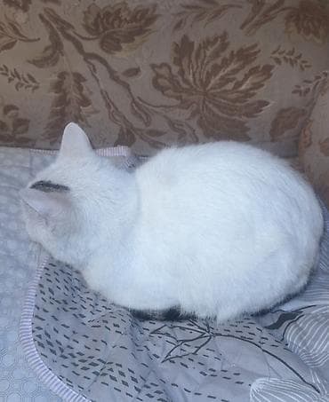 бельгийская кошка: Белая домашняя кошка с короткой шерстью. Окрас преимущественно белый — 2