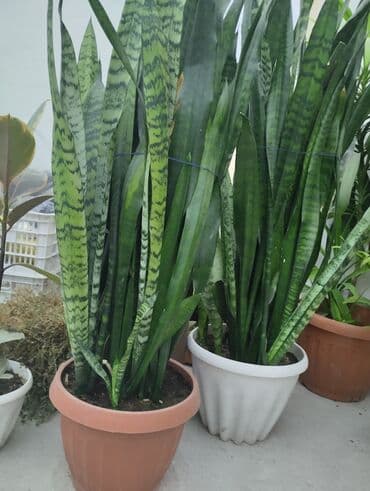 детскую кровать 7 в 1: Рассада деревьев: Самовывоз — 5