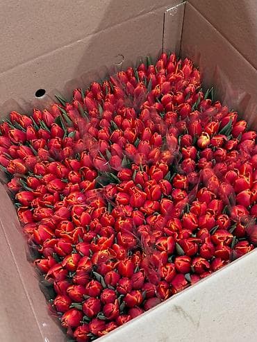 купить кур: Тюльпаны тепличного выращивания — срезка оптом. - Цвета — 5